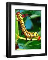 Hickory Horned Devil Caterpillar, USA-David Northcott-Framed Photographic Print