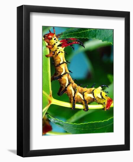 Hickory Horned Devil Caterpillar, USA-David Northcott-Framed Photographic Print