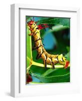 Hickory Horned Devil Caterpillar, USA-David Northcott-Framed Photographic Print