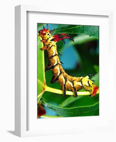 Hickory Horned Devil Caterpillar, USA-David Northcott-Framed Photographic Print