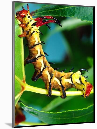 Hickory Horned Devil Caterpillar, USA-David Northcott-Mounted Photographic Print