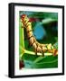 Hickory Horned Devil Caterpillar, USA-David Northcott-Framed Photographic Print