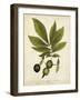 Hickory Tree Foliage-John Torrey-Framed Art Print