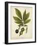 Hickory Tree Foliage-John Torrey-Framed Art Print