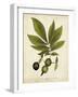 Hickory Tree Foliage-John Torrey-Framed Art Print