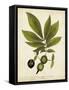 Hickory Tree Foliage-John Torrey-Framed Stretched Canvas