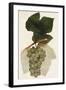 Chelsea Black