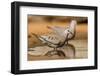 Hidalgo County, Texas. Common Ground Dove Drinking-Larry Ditto-Framed Photographic Print