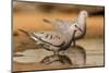 Hidalgo County, Texas. Common Ground Dove Drinking-Larry Ditto-Mounted Photographic Print