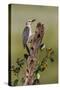 Hidalgo County, Texas. Golden Fronted Woodpecker in Habitat-Larry Ditto-Stretched Canvas