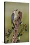 Hidalgo County, Texas. Golden Fronted Woodpecker in Habitat-Larry Ditto-Stretched Canvas