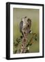 Hidalgo County, Texas. Golden Fronted Woodpecker in Habitat-Larry Ditto-Framed Photographic Print