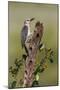 Hidalgo County, Texas. Golden Fronted Woodpecker in Habitat-Larry Ditto-Mounted Photographic Print