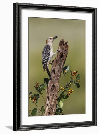 Hidalgo County, Texas. Golden Fronted Woodpecker in Habitat-Larry Ditto-Framed Photographic Print