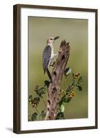 Hidalgo County, Texas. Golden Fronted Woodpecker in Habitat-Larry Ditto-Framed Photographic Print