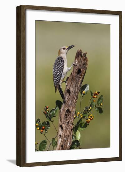 Hidalgo County, Texas. Golden Fronted Woodpecker in Habitat-Larry Ditto-Framed Photographic Print