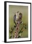 Hidalgo County, Texas. Golden Fronted Woodpecker in Habitat-Larry Ditto-Framed Photographic Print