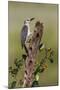 Hidalgo County, Texas. Golden Fronted Woodpecker in Habitat-Larry Ditto-Mounted Photographic Print