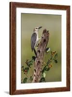 Hidalgo County, Texas. Golden Fronted Woodpecker in Habitat-Larry Ditto-Framed Photographic Print