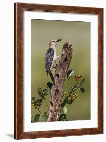 Hidalgo County, Texas. Golden Fronted Woodpecker in Habitat-Larry Ditto-Framed Photographic Print