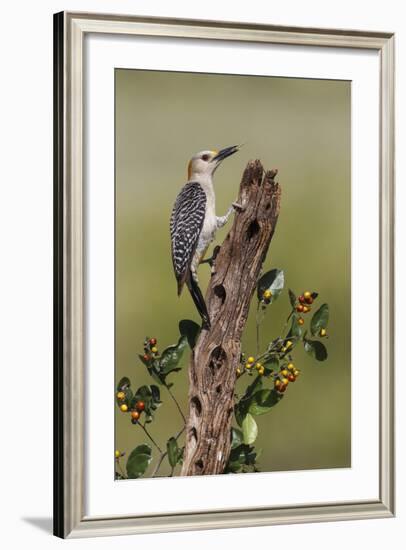 Hidalgo County, Texas. Golden Fronted Woodpecker in Habitat-Larry Ditto-Framed Photographic Print