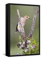 Hidalgo County, Texas. Golden Fronted Woodpecker in Habitat-Larry Ditto-Framed Stretched Canvas