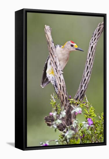 Hidalgo County, Texas. Golden Fronted Woodpecker in Habitat-Larry Ditto-Framed Stretched Canvas