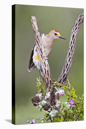 Hidalgo County, Texas. Golden Fronted Woodpecker in Habitat-Larry Ditto-Stretched Canvas