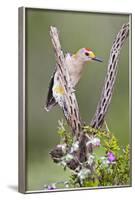 Hidalgo County, Texas. Golden Fronted Woodpecker in Habitat-Larry Ditto-Framed Photographic Print