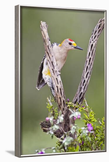 Hidalgo County, Texas. Golden Fronted Woodpecker in Habitat-Larry Ditto-Framed Photographic Print