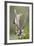 Hidalgo County, Texas. Golden Fronted Woodpecker in Habitat-Larry Ditto-Framed Photographic Print