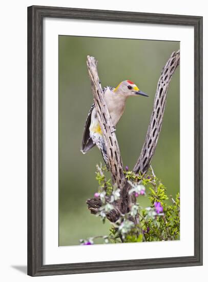 Hidalgo County, Texas. Golden Fronted Woodpecker in Habitat-Larry Ditto-Framed Photographic Print