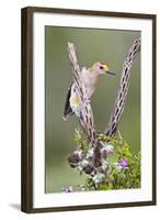 Hidalgo County, Texas. Golden Fronted Woodpecker in Habitat-Larry Ditto-Framed Photographic Print