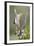 Hidalgo County, Texas. Golden Fronted Woodpecker in Habitat-Larry Ditto-Framed Photographic Print