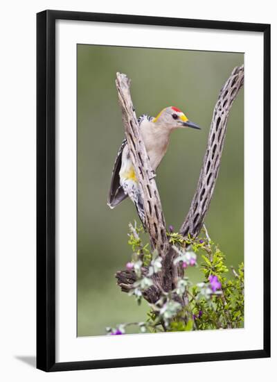 Hidalgo County, Texas. Golden Fronted Woodpecker in Habitat-Larry Ditto-Framed Photographic Print