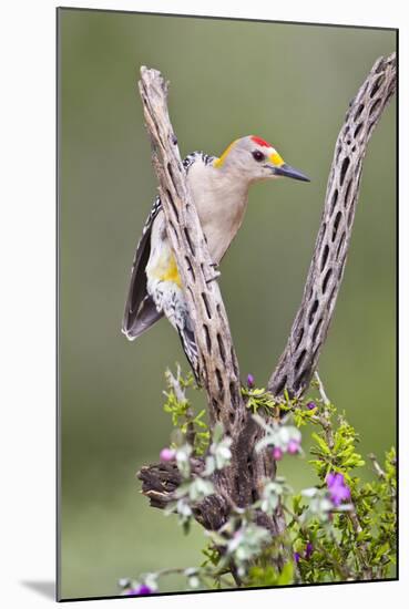 Hidalgo County, Texas. Golden Fronted Woodpecker in Habitat-Larry Ditto-Mounted Photographic Print