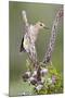 Hidalgo County, Texas. Golden Fronted Woodpecker in Habitat-Larry Ditto-Mounted Photographic Print