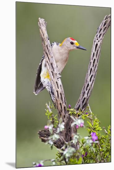 Hidalgo County, Texas. Golden Fronted Woodpecker in Habitat-Larry Ditto-Mounted Premium Photographic Print