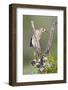 Hidalgo County, Texas. Golden Fronted Woodpecker in Habitat-Larry Ditto-Framed Photographic Print