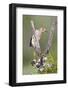 Hidalgo County, Texas. Golden Fronted Woodpecker in Habitat-Larry Ditto-Framed Photographic Print