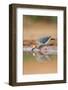 Hidalgo County, Texas. Golden Fronted Woodpecker in Habitat-Larry Ditto-Framed Photographic Print