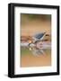 Hidalgo County, Texas. Golden Fronted Woodpecker in Habitat-Larry Ditto-Framed Photographic Print