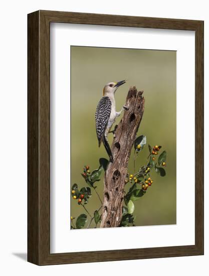 Hidalgo County, Texas. Golden Fronted Woodpecker in Habitat-Larry Ditto-Framed Photographic Print