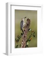 Hidalgo County, Texas. Golden Fronted Woodpecker in Habitat-Larry Ditto-Framed Photographic Print