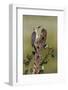 Hidalgo County, Texas. Golden Fronted Woodpecker in Habitat-Larry Ditto-Framed Photographic Print