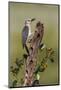 Hidalgo County, Texas. Golden Fronted Woodpecker in Habitat-Larry Ditto-Mounted Photographic Print