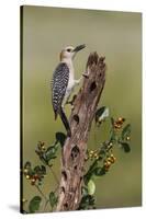 Hidalgo County, Texas. Golden Fronted Woodpecker in Habitat-Larry Ditto-Stretched Canvas