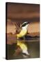 Hidalgo County, Texas. Great Kiskadee Drinking at Ranch Pond-Larry Ditto-Stretched Canvas