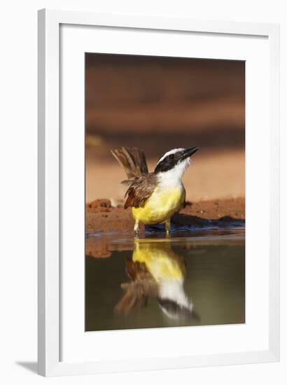 Hidalgo County, Texas. Great Kiskadee Drinking at Ranch Pond-Larry Ditto-Framed Photographic Print