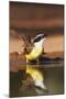 Hidalgo County, Texas. Great Kiskadee Drinking at Ranch Pond-Larry Ditto-Mounted Photographic Print